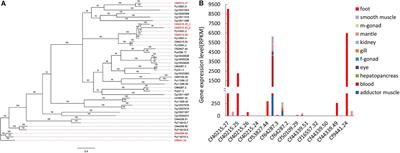 Characterization of an Atypical Metalloproteinase Inhibitors Like Protein (Sbp8-1) From Scallop Byssus
